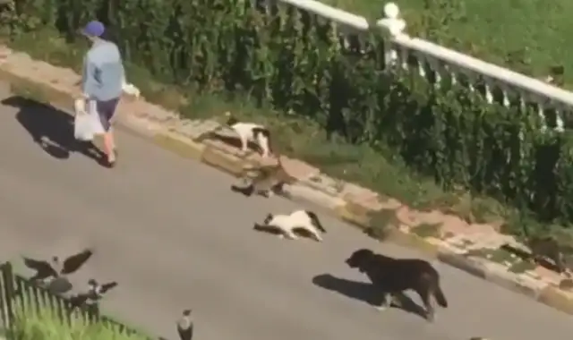 Out of the house surrounded by cats, dogs and birds, fleeing Princess Disney