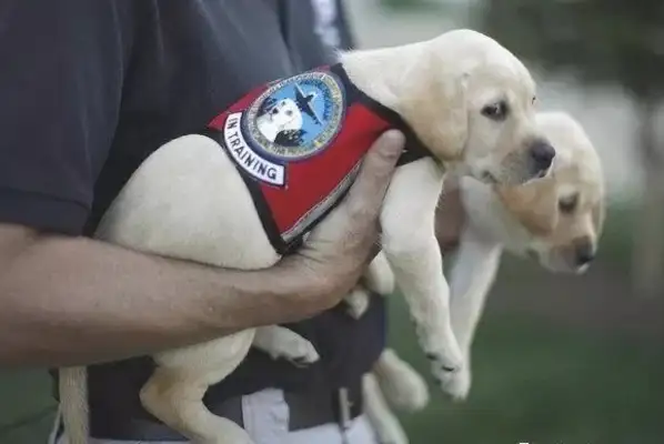 It's not like a little working dog comes on duty the first day