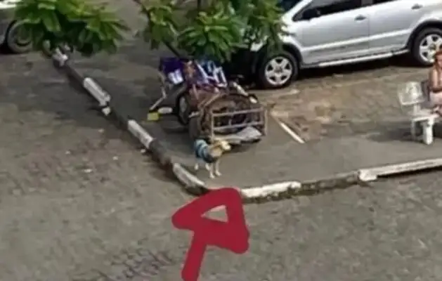 (a) The homeless were hospitalized and were waiting for more than 20 days in front of the dog hospital and finally met #8230;