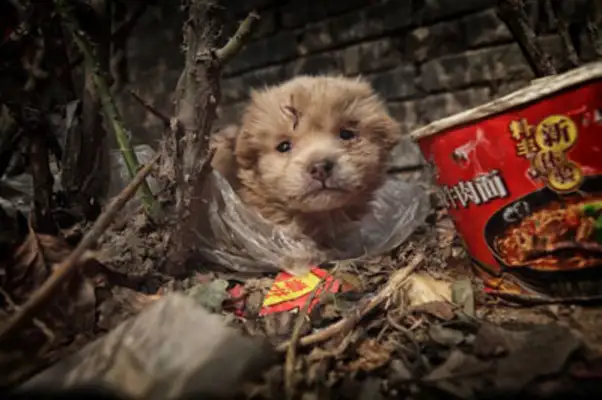 He picked up a stray dog in a dumpster, and when he grew up, people bought it