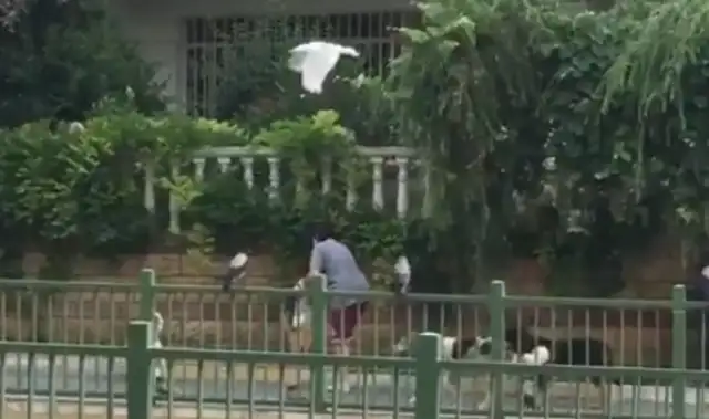 Out of the house surrounded by cats, dogs and birds, fleeing Princess Disney