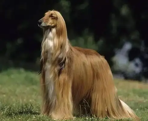He picked up a stray dog in a dumpster, and when he grew up, people bought it