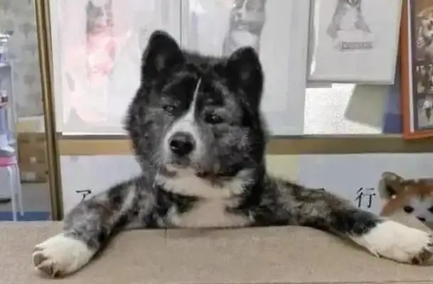 80 pounds of wood dog likes bear hugs, and the Japanese little sister is in danger of getting hurt