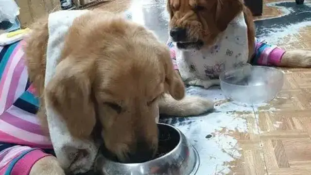 They're too greedy to eat. They're poor. Master: Are you having an appointment