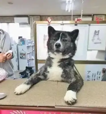 80 pounds of wood dog likes bear hugs, and the Japanese little sister is in danger of getting hurt