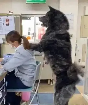 80 pounds of wood dog likes bear hugs, and the Japanese little sister is in danger of getting hurt