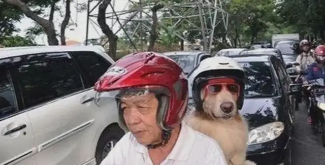 The dog jumps in the back seat of the motorcycle, the dog buys the food, the dog wears a helmet and everybody goes crazy