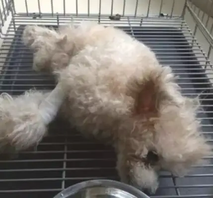 The dog was kicked to paralyse by the owner for crushing the vase and then asked the hospital to buy it and left