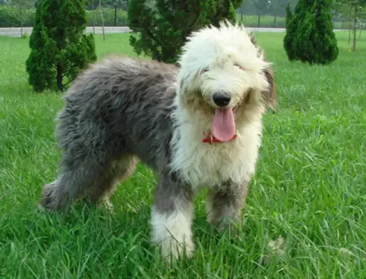 The dog moved the crowd two weeks before the master's grave