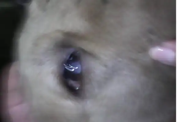 A man mistreated a dog so badly that his left eye was blind