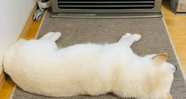 Since the heater was turned on at home, the dog hasn't moved in front of the house