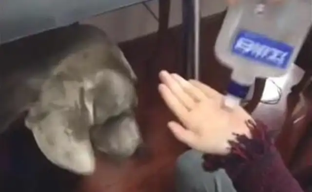 The hostess drinks the dog. What do you want her to do