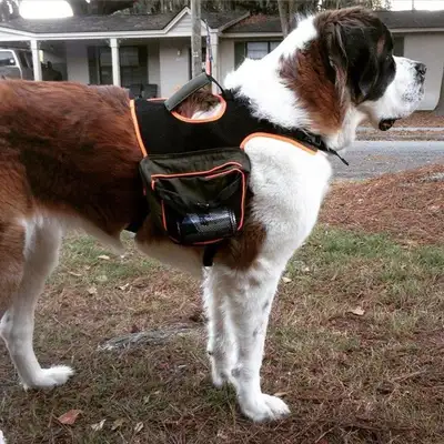 A life-saving dog is better than a man, especially a giant dog weighing 220 pounds