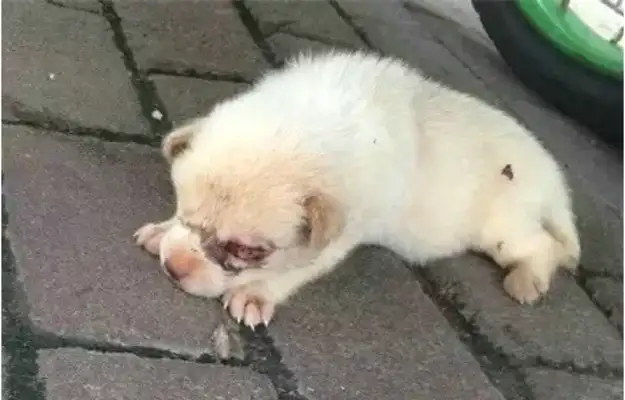 I'm afraid the dog was abandoned and dragged after the lady