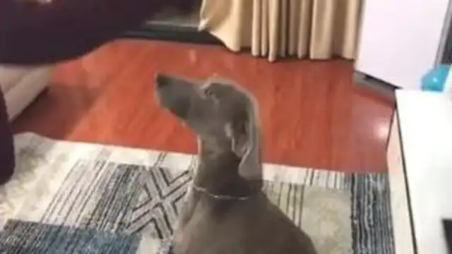 The hostess drinks the dog. What do you want her to do