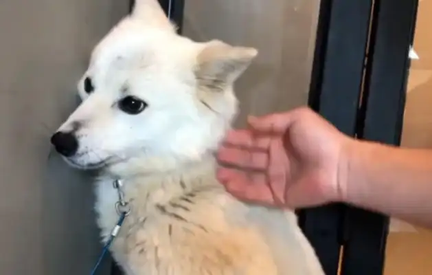 The dog who was abandoned by his master, who waited three years in front of his house, walked into a trap for his children
