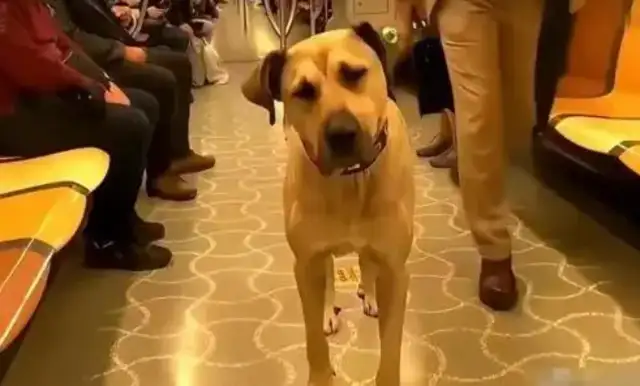 A million-net stray dog, Berger, travels 30 kilometers a day, even the government hires it as an ambassador