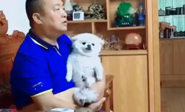 Men are used to watching TV dramas with dogs, but dogs have no choice: who can help me