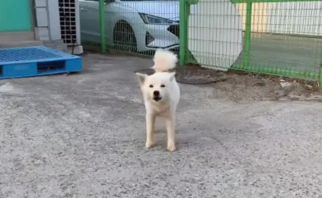 The dog who was abandoned by his master, who waited three years in front of his house, walked into a trap for his children