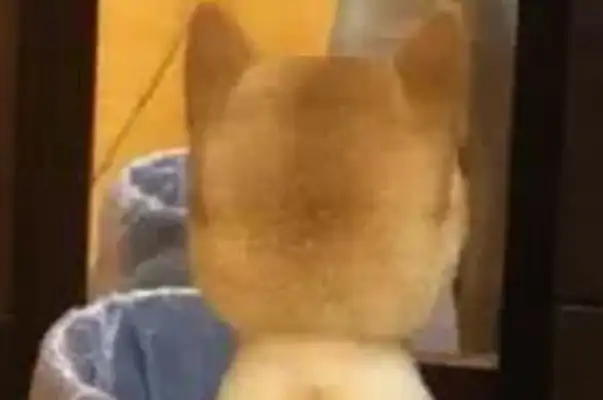 After shaving his hair to the mirror for a long time, he apologized to him, but he was still stubborn
