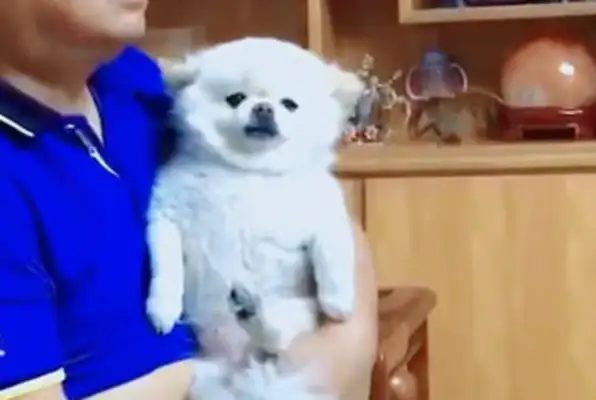 Men are used to watching TV dramas with dogs, but dogs have no choice: who can help me
