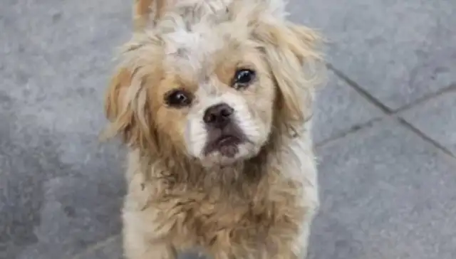 The stray dog jumped on the street and thought he was trying to bite until the dog cried
