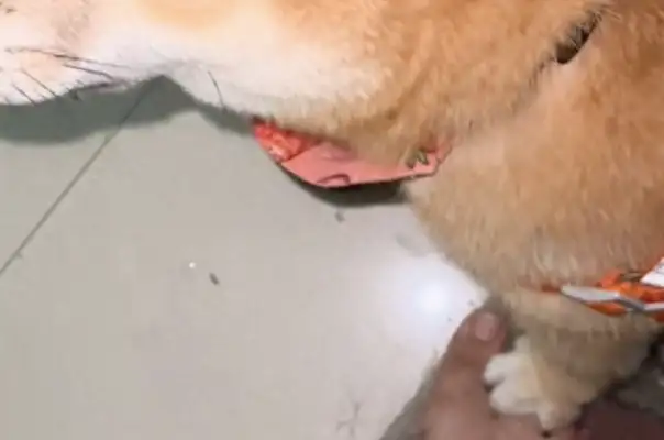 Because he accidentally stepped on the dog, he stepped back in revenge