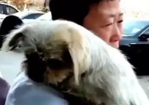 The stray dog jumped on the street and thought he was trying to bite until the dog cried