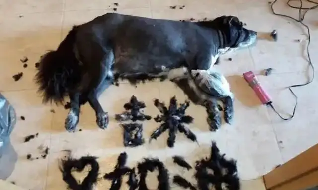 The 14-year-old dog's tumour splits, and the master shaves and sews and prays for the boy to get through it