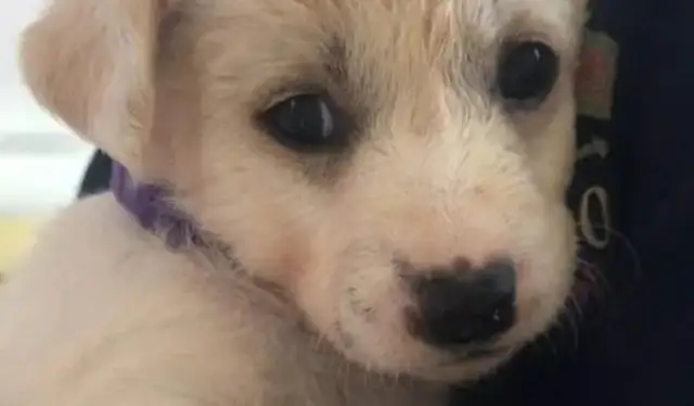 Is it true that Shanghai adopted dogs for free