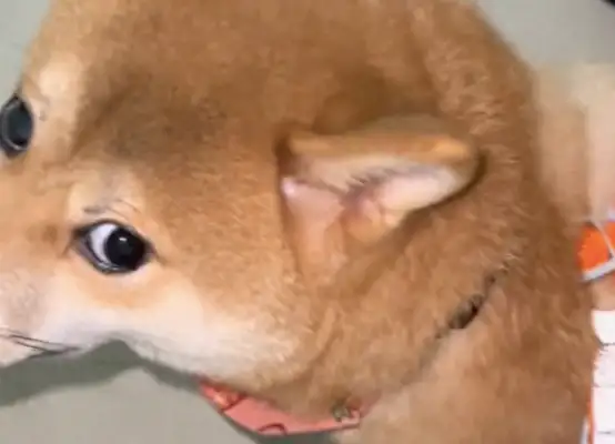 Because he accidentally stepped on the dog, he stepped back in revenge