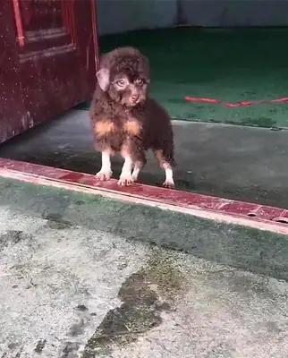 A friend's family had a dog, but the look on his face made me wonder, "Who is this guy's father?"