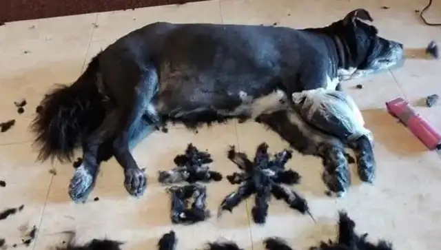 The 14-year-old dog's tumour splits, and the master shaves and sews and prays for the boy to get through it