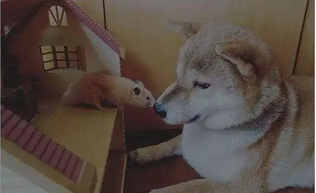Chai dogs and cats always sit together and watch TV