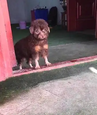 A friend's family had a dog, but the look on his face made me wonder,