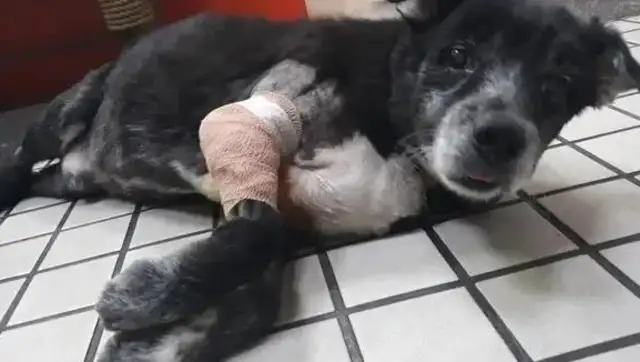 The 14-year-old dog's tumour splits, and the master shaves and sews and prays for the boy to get through it