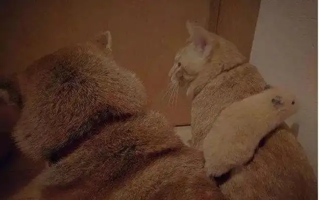Chai dogs and cats always sit together and watch TV