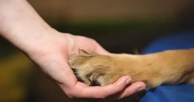 Pussy (dog) communicates in secret: learn these tricks, communicate without stress