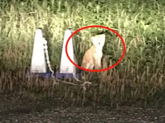 Dogs are abandoned twice. A year after their adoption, they understand why