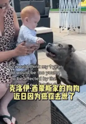 The little girl drilled the shield to save the dog, crying and asking the fireman: