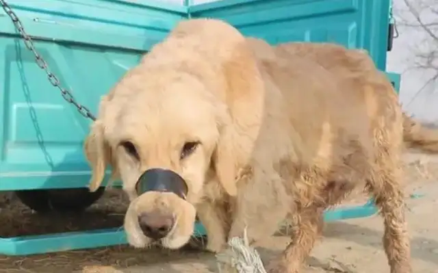 He's got a dog shop, a dog boy: he's been pregnant for so long, eating every day