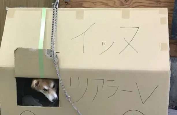 Dogs are abandoned twice. A year after their adoption, they understand why