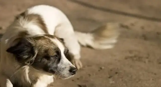 Pussy (dog) communicates in secret: learn these tricks, communicate without stress