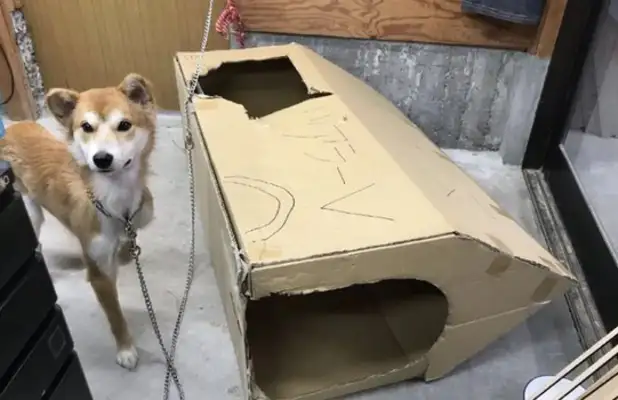 Dogs are abandoned twice. A year after their adoption, they understand why