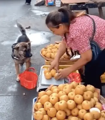 The dog went alone to buy the fruit and learned to negotiate with the boss: one for me, next time