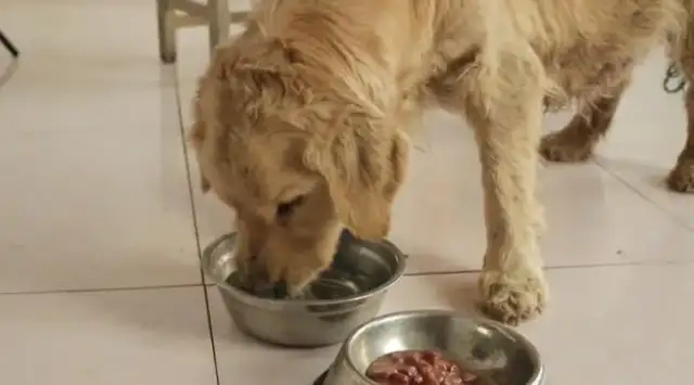 He's got a dog shop, a dog boy: he's been pregnant for so long, eating every day