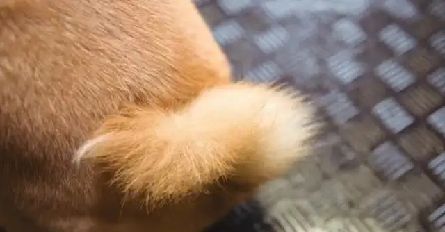 Pussy (dog) communicates in secret: learn these tricks, communicate without stress