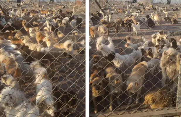 More than 4,000 stray dogs on the outskirts of Xinjiang, hungry intestines, and urgent winter calls for help