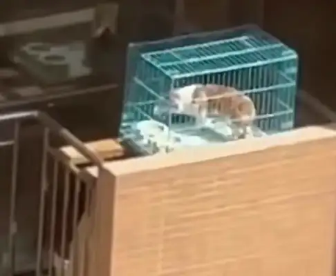 The dog was tied to the balcony and screaming, Net: It's gonna burn to death;