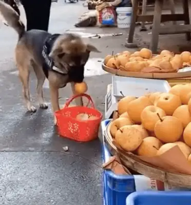 The dog went alone to buy the fruit and learned to negotiate with the boss: one for me, next time